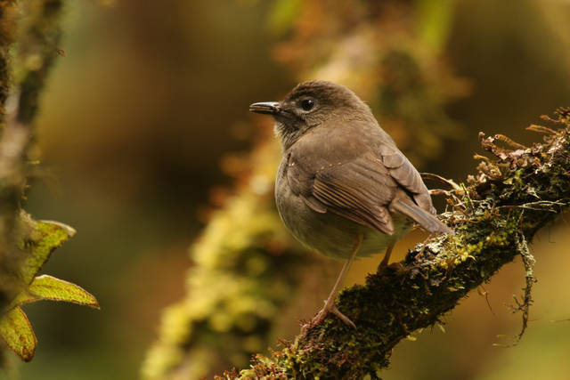 New study points to rodents as real forest bird threat ...