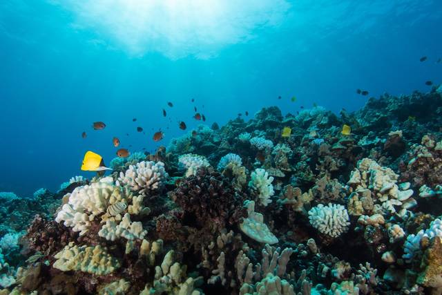 Coral Reefs Bouncing Back The Garden Island