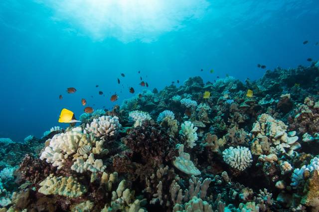 Coral reefs bouncing back - The Garden Island