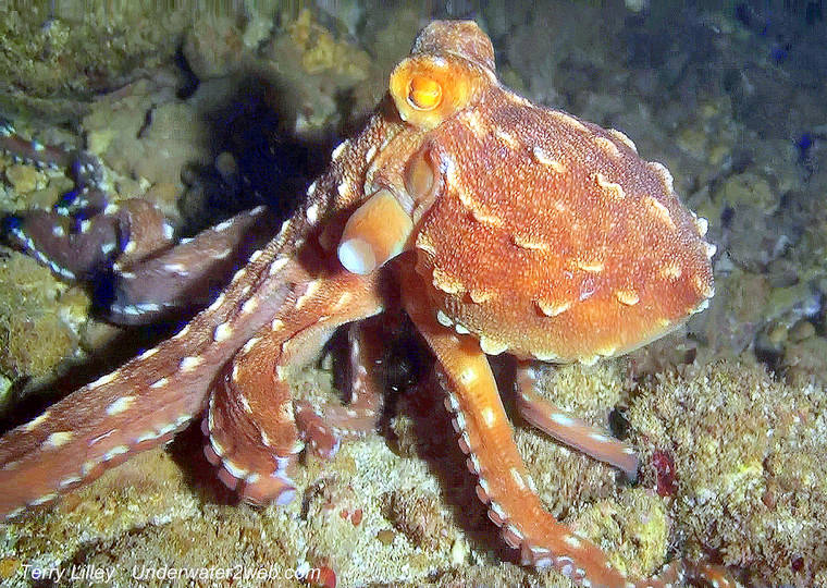 Meet he’e the octopus - The Garden Island
