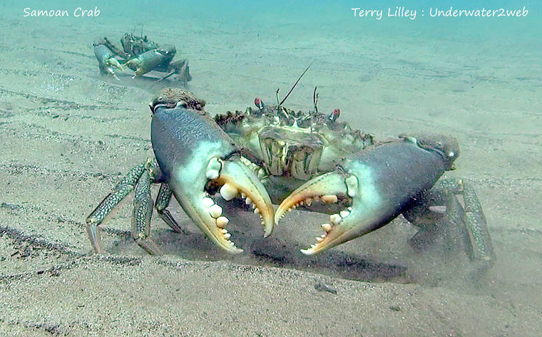 Meet the Giant Samoan Crab - The Garden Island