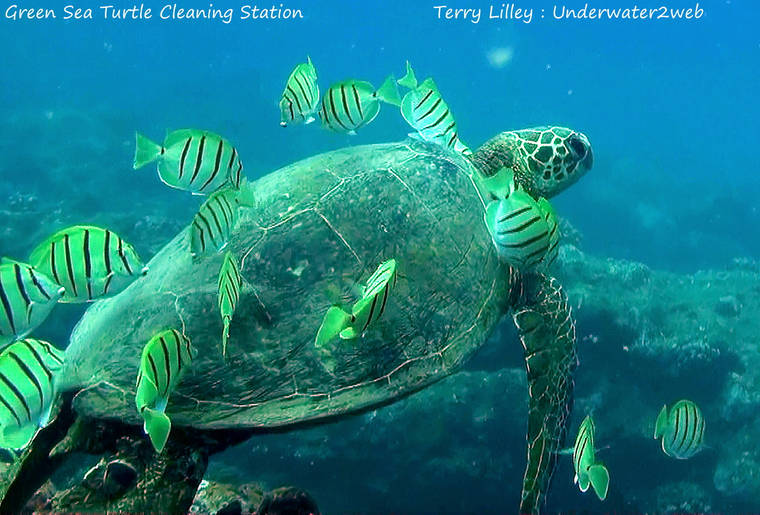 Green sea turtle car wash | The Garden Island