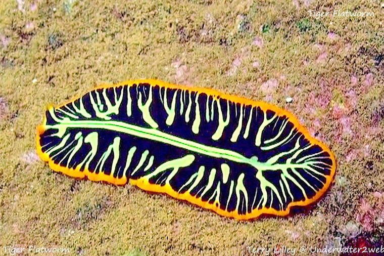 Cacing platihhelminthes pipih. Platyhelminthes classe cestoda. Tratamentul viermilor cu cestode