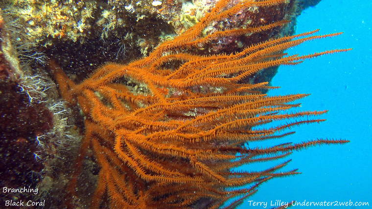Lilley Meet Ekaha Ku Moana Hawaii S Black Coral The Garden Island