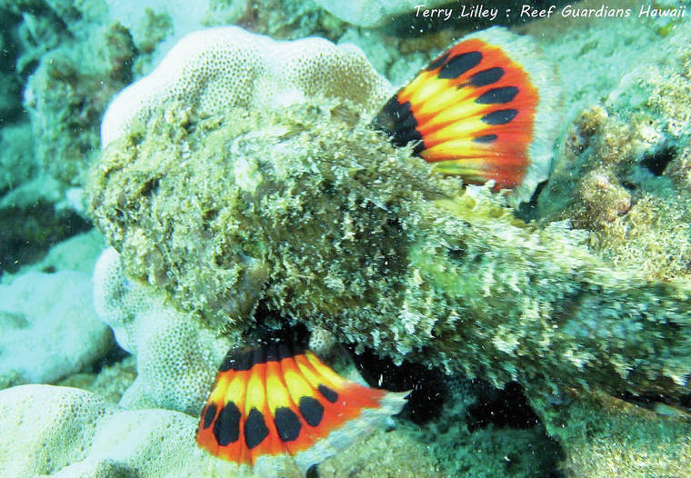 scorpion fish bite