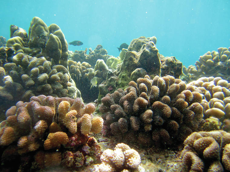 TNC Publishes Coral Reef Atlas for West Maui - The Garden Island
