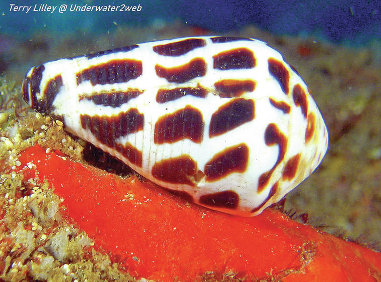 CRITTER Meet pupu’ala the Hebrew Cone Shell The Garden Island