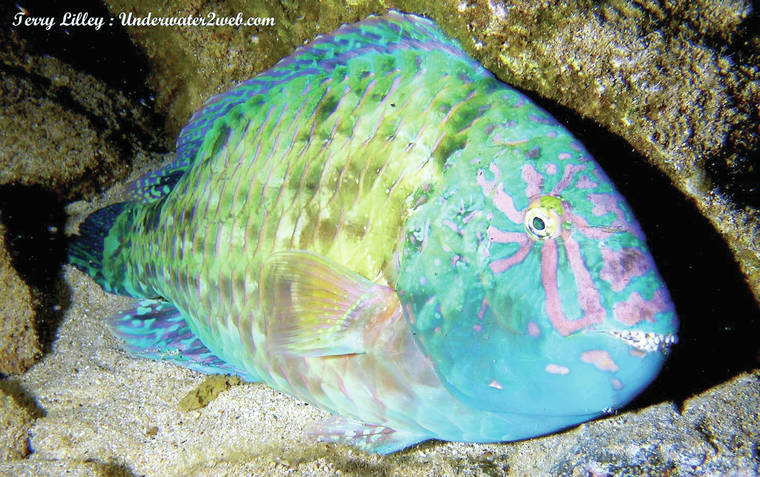 Hawaiian Ocean Life 12 Handmade Plushie - Uhu Parrotfish – Hawaiiverse