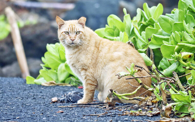 Feral-cat bill moves at county council; prohibits feeding, abandonment