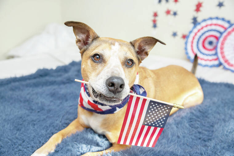 Protect your pets this July 4th