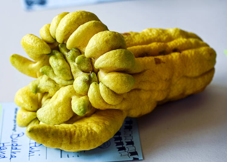 Hosting a buddha fruit giveaway