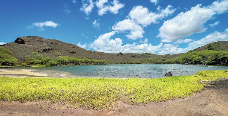 NOAA-supported aquaculture project at Nomilo Loko I‘a to raise Hawaiian sea cucumbers