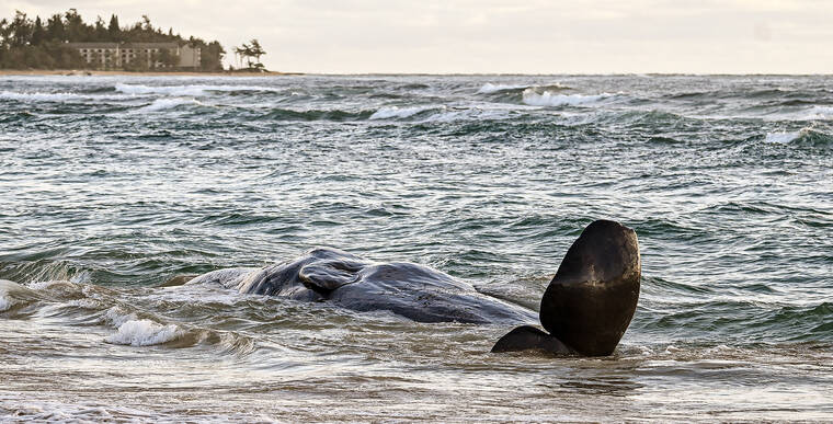 Whale washes up at Lydgate Beach