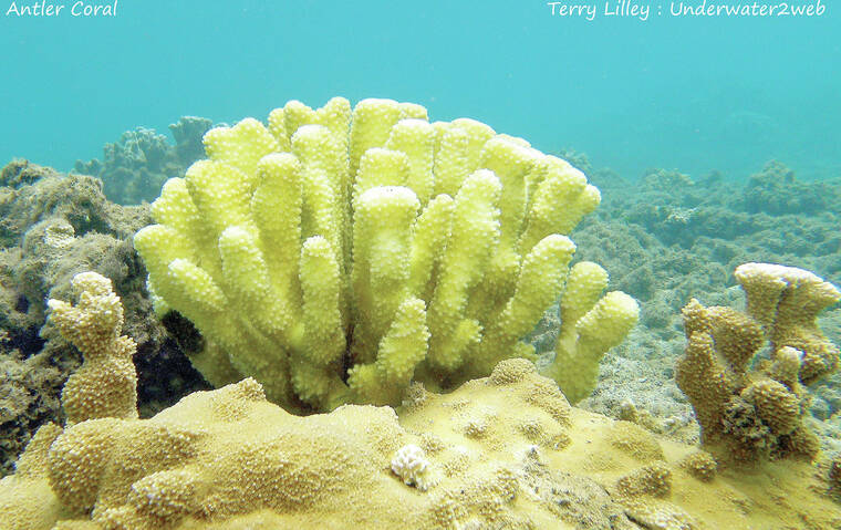 CRITTER: Hawaiian corals are nature’s sea wall