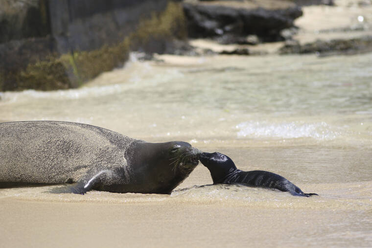 State reopens stretch of Waikiki beach after monk seal pup weans
