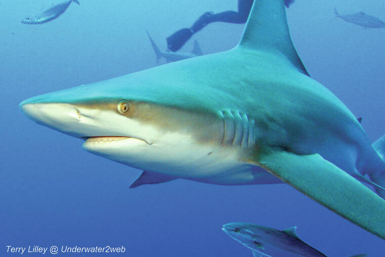 CRITTER: Controlling shark behavior face-to-face