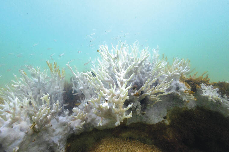NOAA: 60 percent of world’s coral reefs may have bleached in past year ...