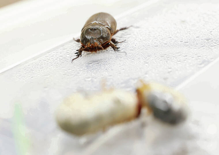 Virus to fight coconut rhinoceros beetle shows promising results - The ...