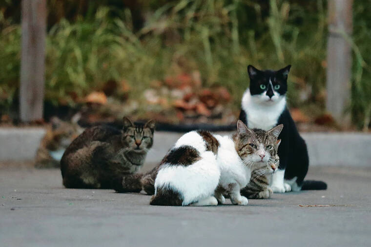 Hawaii feral sterilization bill advances